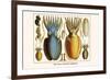 Ten Arm or Tentacle Cephlopods-Albertus Seba-Framed Premium Giclee Print