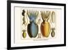 Ten Arm or Tentacle Cephlopods-Albertus Seba-Framed Premium Giclee Print