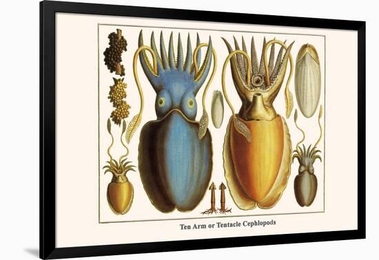 Ten Arm or Tentacle Cephlopods-Albertus Seba-Framed Art Print