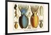 Ten Arm or Tentacle Cephlopods-Albertus Seba-Framed Art Print