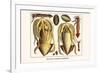 Ten Arm or Tentacle Cephlopods-Albertus Seba-Framed Art Print