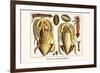 Ten Arm or Tentacle Cephlopods-Albertus Seba-Framed Art Print