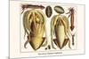 Ten Arm or Tentacle Cephlopods-Albertus Seba-Mounted Art Print