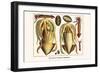 Ten Arm or Tentacle Cephlopods-Albertus Seba-Framed Art Print