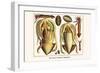 Ten Arm or Tentacle Cephlopods-Albertus Seba-Framed Art Print