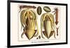 Ten Arm or Tentacle Cephlopods-Albertus Seba-Framed Premium Giclee Print