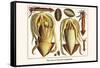 Ten Arm or Tentacle Cephlopods-Albertus Seba-Framed Stretched Canvas