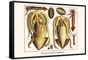 Ten Arm or Tentacle Cephlopods-Albertus Seba-Framed Stretched Canvas