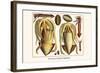 Ten Arm or Tentacle Cephlopods-Albertus Seba-Framed Art Print