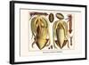 Ten Arm or Tentacle Cephlopods-Albertus Seba-Framed Art Print