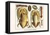 Ten Arm or Tentacle Cephlopods-Albertus Seba-Framed Stretched Canvas