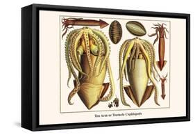 Ten Arm or Tentacle Cephlopods-Albertus Seba-Framed Stretched Canvas