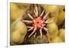 Ten-lined urchin nestled on a reef, Hawaii-David Fleetham-Framed Photographic Print
