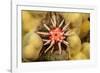 Ten-lined urchin nestled on a reef, Hawaii-David Fleetham-Framed Photographic Print