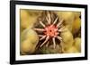 Ten-lined urchin nestled on a reef, Hawaii-David Fleetham-Framed Photographic Print