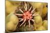 Ten-lined urchin nestled on a reef, Hawaii-David Fleetham-Mounted Photographic Print