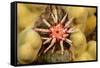 Ten-lined urchin nestled on a reef, Hawaii-David Fleetham-Framed Stretched Canvas