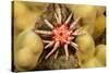 Ten-lined urchin nestled on a reef, Hawaii-David Fleetham-Stretched Canvas
