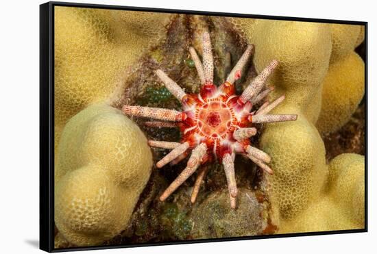 Ten-lined urchin nestled on a reef, Hawaii-David Fleetham-Framed Stretched Canvas