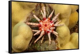 Ten-lined urchin nestled on a reef, Hawaii-David Fleetham-Framed Stretched Canvas