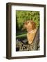 Ten week old Red Golden Retriever puppy. (PR)-Janet Horton-Framed Photographic Print