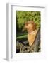 Ten week old Red Golden Retriever puppy. (PR)-Janet Horton-Framed Photographic Print