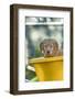 Ten week old Red Golden Retriever puppy, sitting in a wheelbarrow. (PR)-Janet Horton-Framed Photographic Print