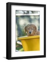 Ten week old Red Golden Retriever puppy, sitting in a wheelbarrow. (PR)-Janet Horton-Framed Photographic Print