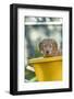 Ten week old Red Golden Retriever puppy, sitting in a wheelbarrow. (PR)-Janet Horton-Framed Photographic Print