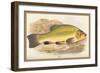 Tench-A.f. Lydon-Framed Art Print