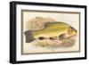 Tench-A.f. Lydon-Framed Art Print