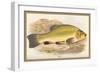 Tench-A.f. Lydon-Framed Art Print