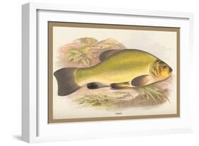 Tench-A.f. Lydon-Framed Art Print