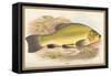 Tench-A.f. Lydon-Framed Stretched Canvas