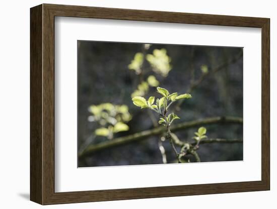 tender and fresh green in the forest in the spring.-Nadja Jacke-Framed Photographic Print