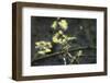 tender and fresh green in the forest in the spring.-Nadja Jacke-Framed Photographic Print