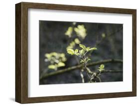 tender and fresh green in the forest in the spring.-Nadja Jacke-Framed Photographic Print