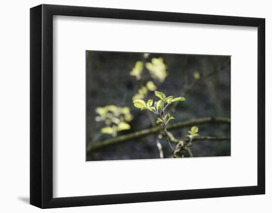 tender and fresh green in the forest in the spring.-Nadja Jacke-Framed Photographic Print