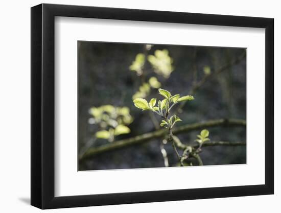tender and fresh green in the forest in the spring.-Nadja Jacke-Framed Photographic Print