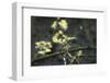 tender and fresh green in the forest in the spring.-Nadja Jacke-Framed Photographic Print