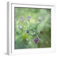 Tender Buds-Viviane Fedieu Daniel-Framed Photographic Print