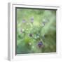 Tender Buds-Viviane Fedieu Daniel-Framed Photographic Print