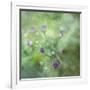 Tender Buds-Viviane Fedieu Daniel-Framed Photographic Print