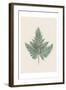 Tender Fern-Urban Epiphany-Framed Art Print