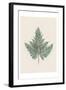 Tender Fern-Urban Epiphany-Framed Art Print