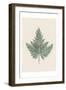 Tender Fern-Urban Epiphany-Framed Art Print