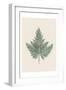 Tender Fern-Urban Epiphany-Framed Art Print