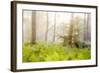 Tender Ferns-Viviane Fedieu Daniel-Framed Photographic Print