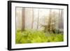 Tender Ferns-Viviane Fedieu Daniel-Framed Photographic Print