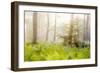 Tender Ferns-Viviane Fedieu Daniel-Framed Photographic Print